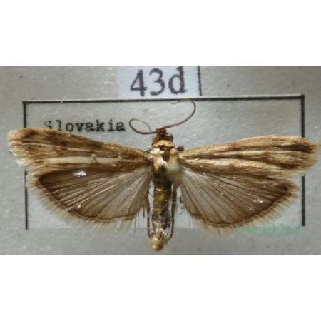 Homoeosoma sinuella (Fabricius, 1794) Slovakia43d